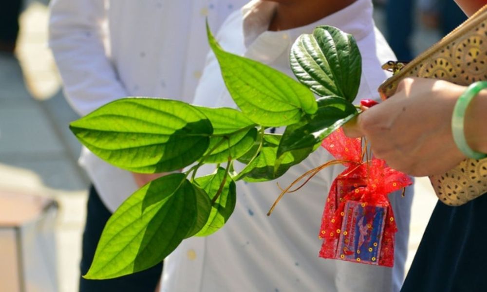 Hái nhành cây xanh đầu năm tượng trưng cho khởi đầu thuận lợi, sự sinh sôi và phát triển